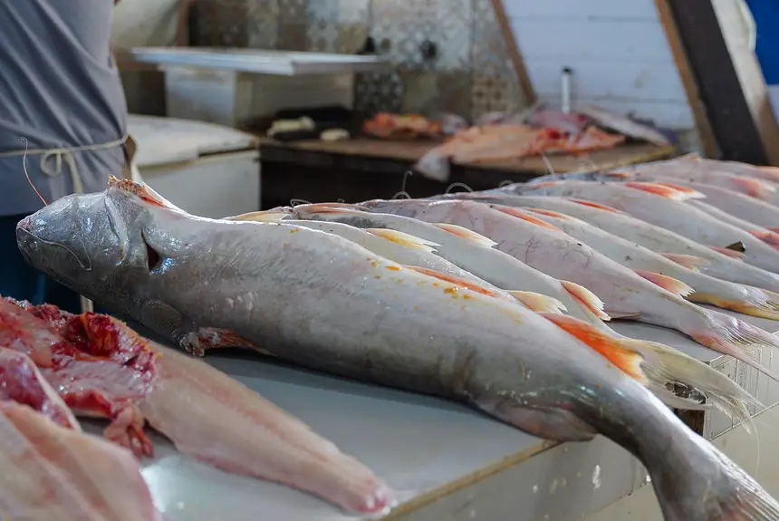  <div class='credito_fotos'>Foto: Lidiane Lima/GEA   |   <a href='/midias/2025/originais/20251114112403-GF00016686-F00209428.webp' download><i class='fa-solid fa-download'></i> Download</a></div>