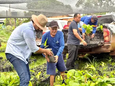 notícia: Amapá Cacau: Governo do Estado entrega 36 mil mudas da fruta para produtores familiares de Serra do Navio