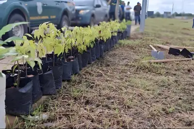 notícia: Ipês, acapus e samaúma: mais de 200 mudas de árvores são plantadas no canteiro central da Rodovia do Centenário em Macapá