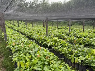 notícia: Amapá Cacau: Governo do Estado organiza jardins clonais do fruto em Porto Grande e Oiapoque 