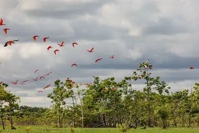notícia: Governo do Amapá divulga resultado preliminar de inscritos para eleger novos membros do Conselho Estadual de Meio Ambiente