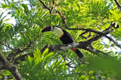 notícia: Governo do Amapá inicia campanha 'Junho Verde' com foco na COP30 e transição climática; confira a programação