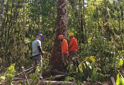 notícia: Estudo de pesquisadores da Ueap revela que as florestas do Amapá têm maior densidade de biomassa e carbono da Amazônia