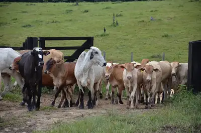 notícia: Governo do Amapá alerta os produtores rurais sobre encerramento da vacinação semestral contra brucelose em rebanhos