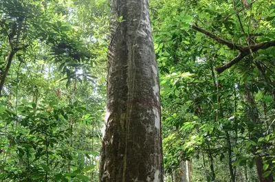 notícia: Manejo Sustentável: Governo do Amapá inicia série de audiências públicas para o projeto de novas concessões florestais