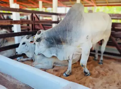 notícia: 54ª Expofeira do Amapá movimenta setor agropecuário com chegada de mais de 800 animais no Parque de Exposições da Fazendinha