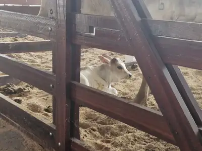 notícia: Nasce mascote da 54ª Expofeira do Amapá: Governo do Estado lança campanha para escolher nome do novo simbolismo do evento