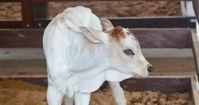 notícia: Nasce mascote da 54ª Expofeira do Amapá: Governo do Estado lança campanha para escolher nome do novo simbolismo do evento