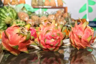notícia: Governo do Amapá apresenta vitrine de pitaia produzida no estado durante a 54ª Expofeira