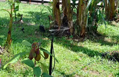 notícia: Desenvolvimento rural: 'Você Agro' apresenta soluções inovadoras para o campo na 54ª Expofeira do Amapá