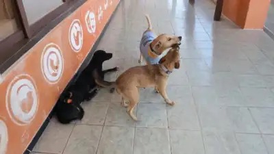 notícia: Pets do Parque de Exposições da Fazendinha ganham cuidados especiais durante a 54ª Expofeira do Amapá
