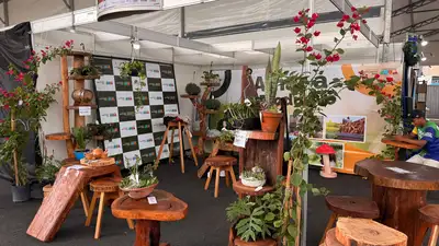 notícia: 54ª Expofeira do Amapá: artesão reaproveita madeiras e comercializa móveis sustentáveis na maior feira de negócios da Amazônia