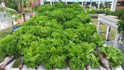 notícia: Agricultura familiar movimenta mais de R$ 124 mil e recebe novos investimentos na 54ª Expofeira do Amapá