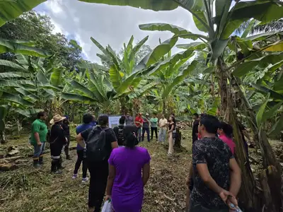 notícia: Governo do Amapá e Embrapa realizam Dia de Campo sobre bananicultura em terras indígenas do Oiapoque