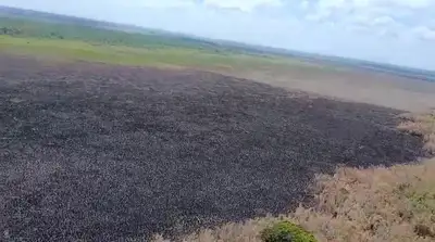 notícia: Ação integrada do Governo do Amapá reforça combate a incêndios no entorno da Reserva Biológica do Lago Piratuba