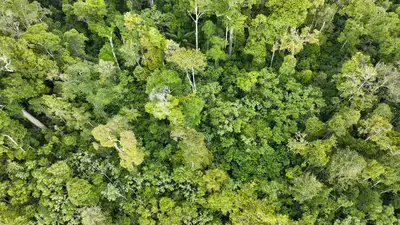 notícia: Redução histórica de focos de queimadas em 2025 reforça eficácia das ações preventivas do Governo do Amapá