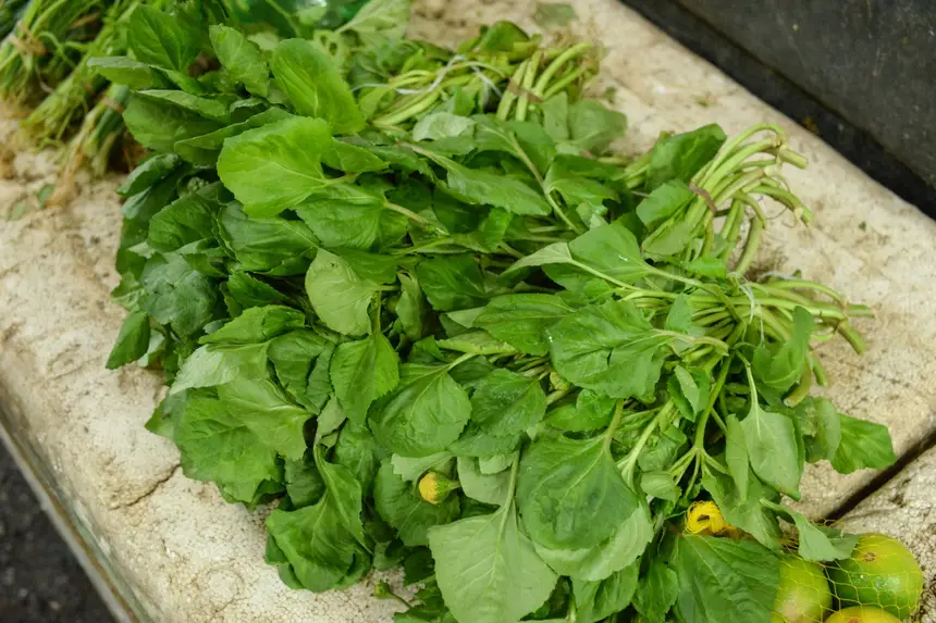  <div class='credito_fotos'>Foto: Gabriel Penha/Secom Gea &nbsp;&nbsp;|&nbsp;&nbsp; <a href='/midias/2026/originais/20260129115419-GF00016903-F00215979.webp' download><i class='fa-solid fa-download'></i> Download</a></div>