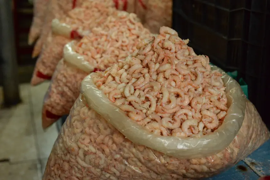  <div class='credito_fotos'>Foto: Gabriel Penha/Secom Gea &nbsp;&nbsp;|&nbsp;&nbsp; <a href='/midias/2026/originais/20260129115423-GF00016903-F00215984.webp' download><i class='fa-solid fa-download'></i> Download</a></div>