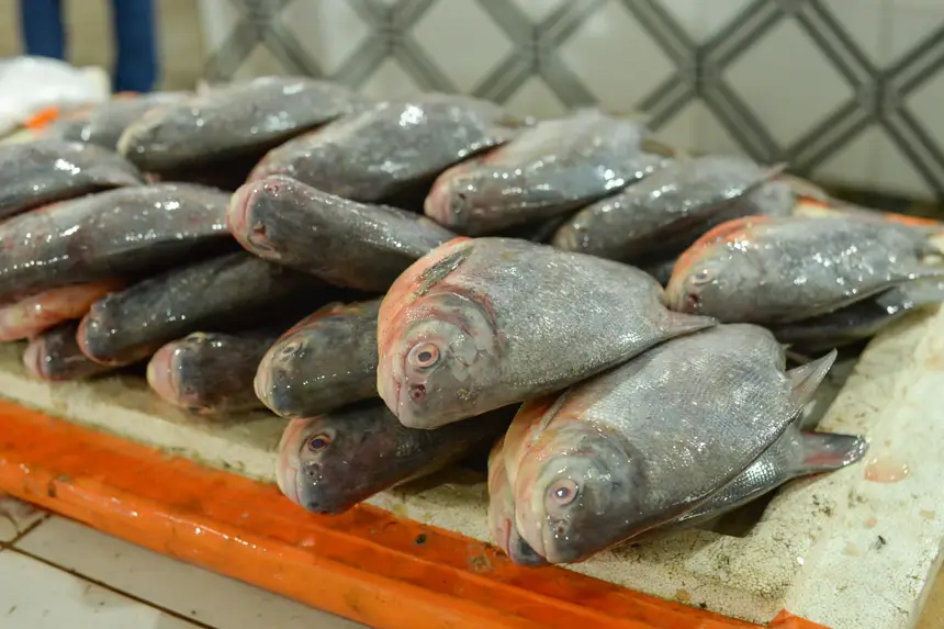  <div class='credito_fotos'>Foto: Gabriel Penha/Secom Gea &nbsp;&nbsp;|&nbsp;&nbsp; <a href='/midias/2026/originais/20260129115435-GF00016903-F00216000.webp' download><i class='fa-solid fa-download'></i> Download</a></div>