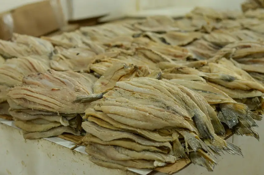  <div class='credito_fotos'>Foto: Gabriel Penha/Secom Gea &nbsp;&nbsp;|&nbsp;&nbsp; <a href='/midias/2026/originais/20260129115436-GF00016903-F00216001.webp' download><i class='fa-solid fa-download'></i> Download</a></div>