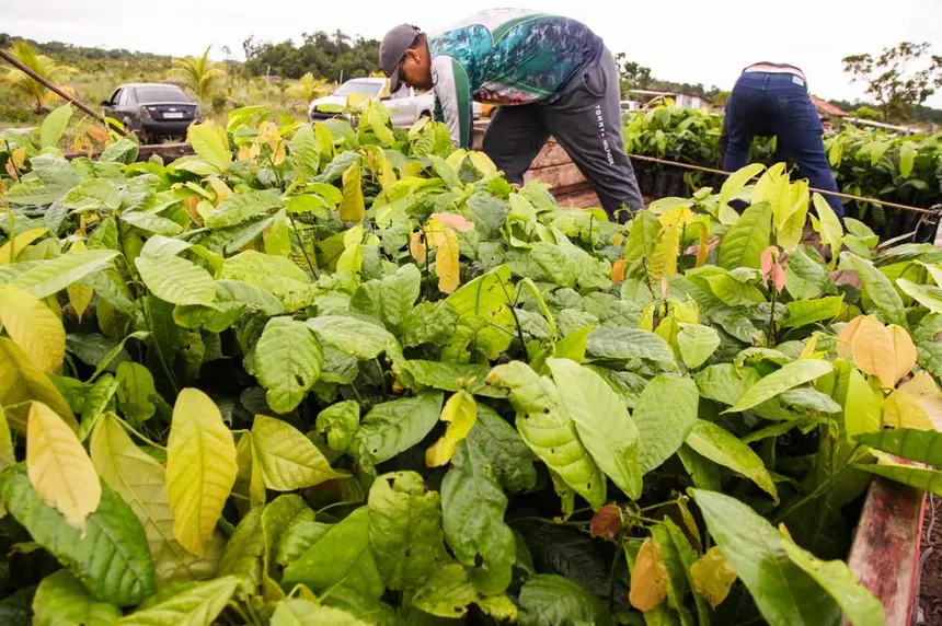 Investimento no Aporema: Governo do Amapá projeta 30 hectares de cacau plantados nos próximos meses.
