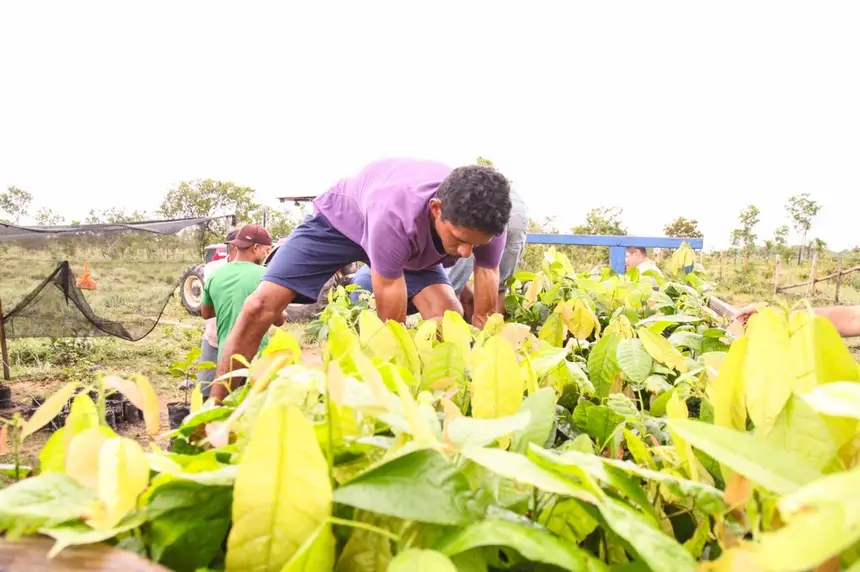 Além da entrega das plantas, o programa assegura o acompanhamento técnico regular. 