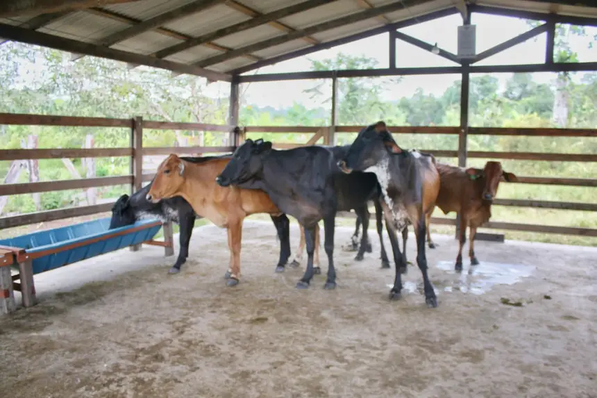  <div class='credito_fotos'>Foto: Aog Rocha/GEA &nbsp;&nbsp;|&nbsp;&nbsp; <a href='/midias/2026/originais/20260220074108-GF00016964-F00218494.webp' download><i class='fa-solid fa-download'></i> Download</a></div>