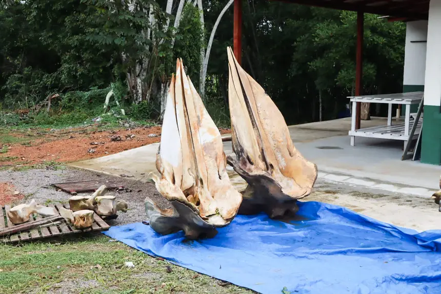  <div class='credito_fotos'>Foto: Adriano Monteiro/GEA &nbsp;&nbsp;|&nbsp;&nbsp; <a href='/midias/2026/originais/20260318082929-GF00017017-F00219712.webp' download><i class='fa-solid fa-download'></i> Download</a></div>