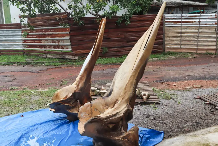  <div class='credito_fotos'>Foto: Adriano Monteiro/GEA &nbsp;&nbsp;|&nbsp;&nbsp; <a href='/midias/2026/originais/20260318082931-GF00017017-F00219714.webp' download><i class='fa-solid fa-download'></i> Download</a></div>