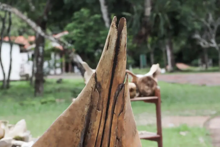  <div class='credito_fotos'>Foto: Adriano Monteiro/GEA &nbsp;&nbsp;|&nbsp;&nbsp; <a href='/midias/2026/originais/20260318082934-GF00017017-F00219718.webp' download><i class='fa-solid fa-download'></i> Download</a></div>