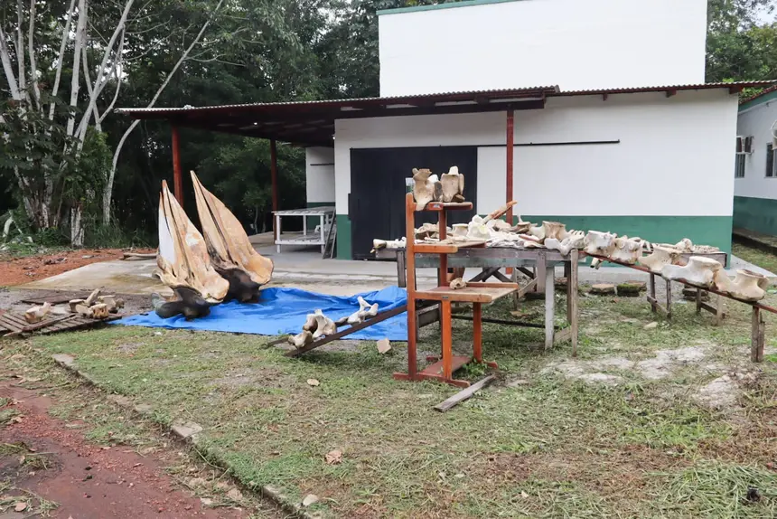  <div class='credito_fotos'>Foto: Adriano Monteiro/GEA &nbsp;&nbsp;|&nbsp;&nbsp; <a href='/midias/2026/originais/20260318082942-GF00017017-F00219727.webp' download><i class='fa-solid fa-download'></i> Download</a></div>