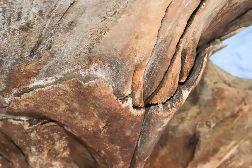  <div class='credito_fotos'>Foto: Adriano Monteiro/GEA &nbsp;&nbsp;|&nbsp;&nbsp; <a href='/midias/2026/originais/20260318082943-GF00017017-F00219728.webp' download><i class='fa-solid fa-download'></i> Download</a></div>