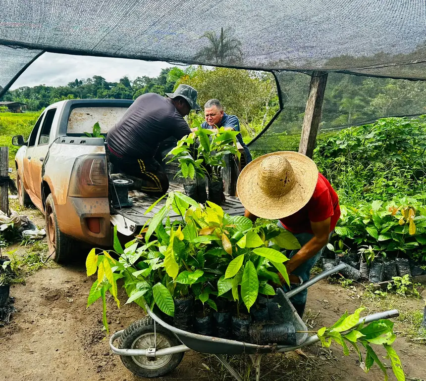 O transporte das mudas é realizado pelos produtores junto com técnicos da SDR