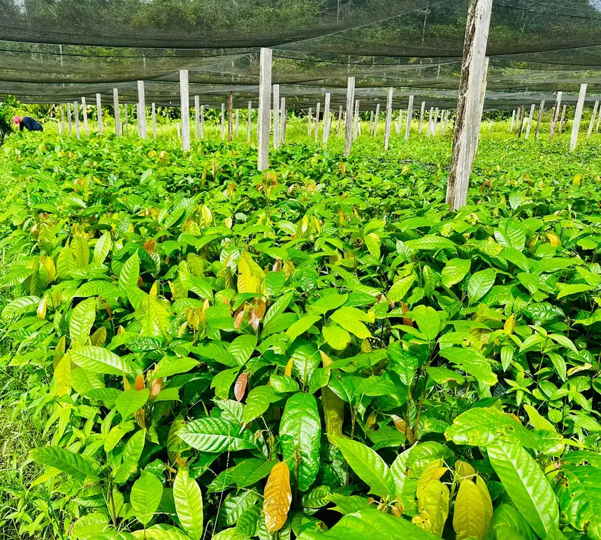 Foto: Weverton Façanha/GEA Em uma ação coordenada pela SDR, foram entregues 18 mil mudas de cacau para agricultores familiares de Pedra Branca do Amapari