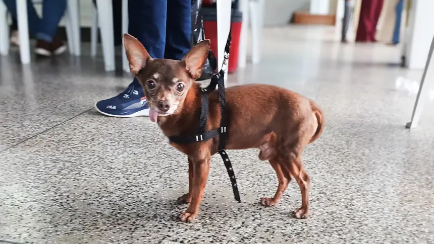 <div class='credito_fotos'>Foto: Adriano Monteiro/GEA &nbsp;&nbsp;|&nbsp;&nbsp; <a href='/midias/2026/originais/20260611091514-GF00017188-F00224124.webp' download><i class='fa-solid fa-download'></i> Download</a></div>