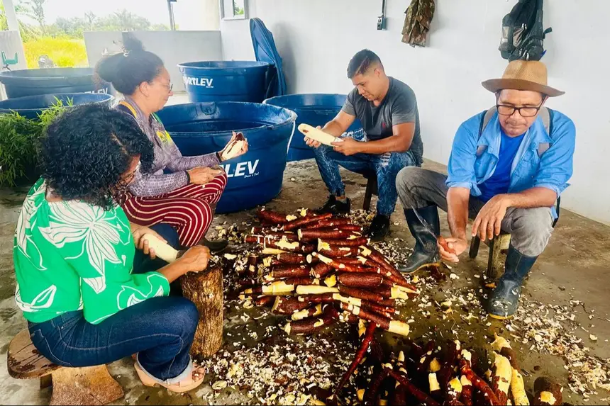 A ação de descasque faz parte das boas práticas de fabricação ensinadas na capacitação técnica para garantir a qualidade sanitária da farinha amapaense.