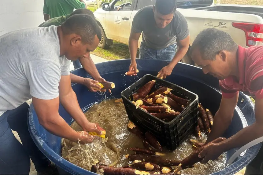 Manejo correto: Produtores rurais realizam a lavagem e higienização da mandioca antes do processo de descasque em Itaubal