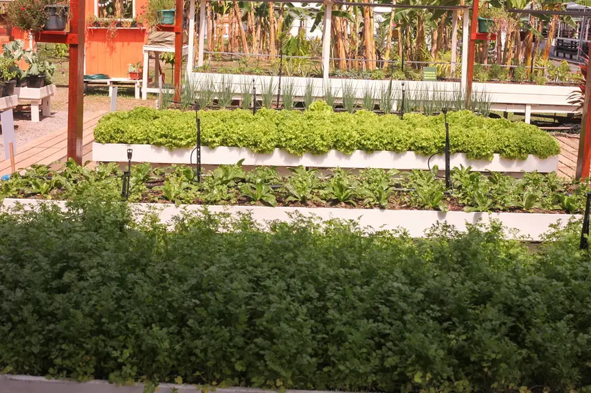  Demonstração de horta orgânica da agricultura familiar na Expofeira, destacando a produção local de hortaliças e o uso consciente da terra.