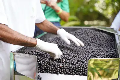 notícia: Governo do Estado promove ciclo de palestras para empreendedores da cadeia produtiva do açaí, em Macapá