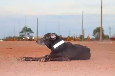 notícia: ‘Governo na Rua’: evento federal leva serviços à população e aos animais em Macapá