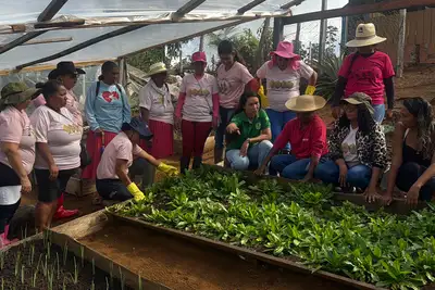notícia: Governo do Amapá fortalece agricultura familiar com apoio às 'Formiguinhas do Oiapoque'