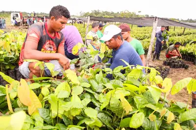 notícia: Famílias do Aporema recebem mudas e suporte técnico para diversificação agrícola pelo Governo do Amapá