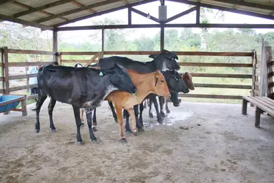 Galeria: Entrega de Matrizes da Raça Girolanda aos Produtores Contemplados, Fortalecendo o Arranjo Produtivo da Pecuária Leiteira