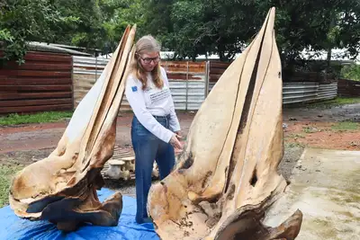 notícia: Governo do Estado monta ação estratégica para resgate de esqueletos de baleias encontrados na região do Bailique, no Amapá