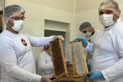 notícia: Mel produzido no Amapá começa a ganhar força como símbolo de qualidade e resistência