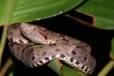 notícia: Governo do Amapá alerta para os riscos de picadas de animais peçonhentos no período chuvoso