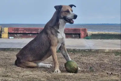 notícia: Governo do Amapá adere campanha nacional de combate aos maus-tratos animais 