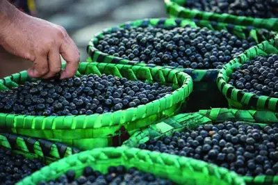 notícia: Governo do Estado e CONFAP lançam Programa Amazônia+10 com investimento de R$ 107 milhões para impulsionar a sociobioeconomia
