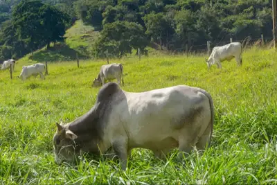 notícia: Governo do Amapá abre inscrições para exposição de animais com 600 vagas no Parque da Fazendinha
