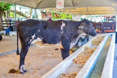 notícia: Criadores tem até o dia 30 para garantir espaço gratuito para exposição e comercialização de animais na Expofeira 2026